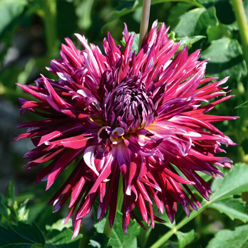 Dahlia Dentelle Colorama