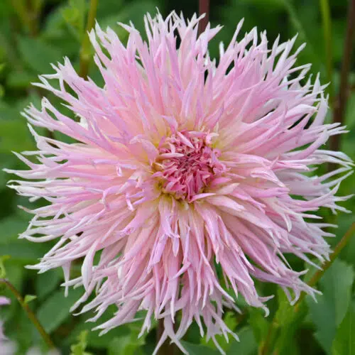 Dahlia Dentelle Eurydice