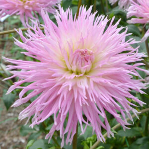 Dahlia Dentelle Eurydice