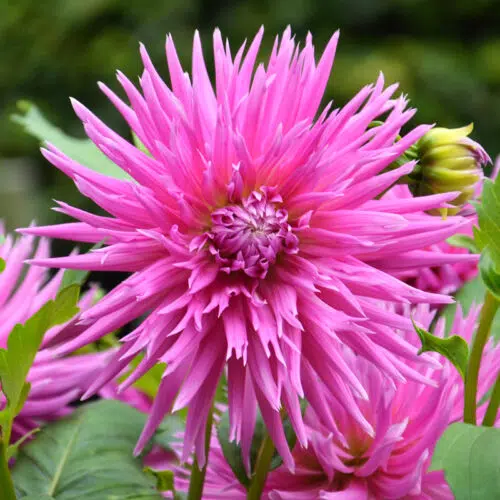 Dahlia Dentelle Galaxie