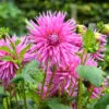 Dahlia Dentelle Galaxie