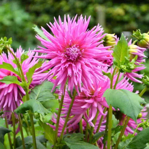 Dahlia Dentelle Galaxie