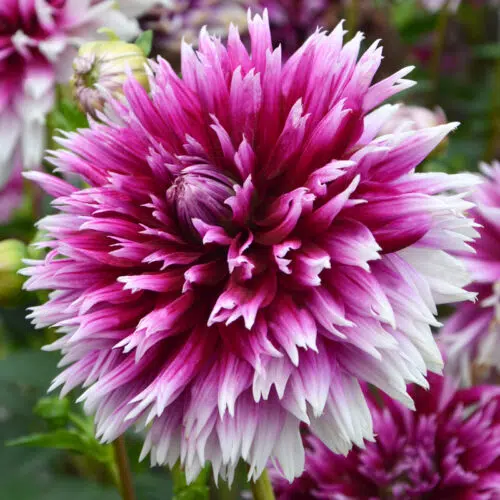 Dahlia Dentelle Nabuko