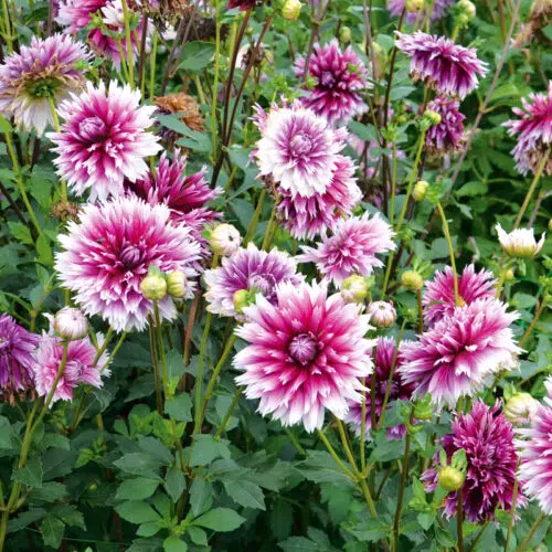 Dahlia Dentelle Nabuko