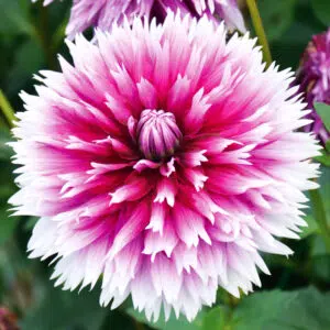 Dahlia Dentelle Nabuko