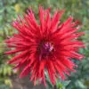 Dahlia Dentelle New York