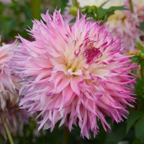 Dahlia Dentelle Pineland's Princess