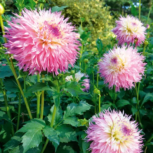 Dahlia Dentelle Pineland's Princess