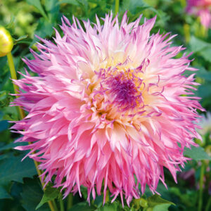 Dahlia Dentelle Pineland's Princess