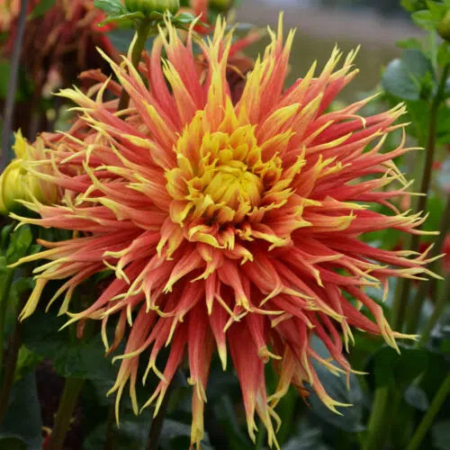 Dahlia Dentelle Show'n'Tell