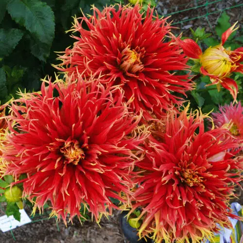 Dahlia Dentelle Show'n'Tell