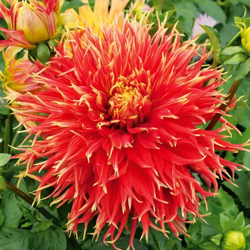 Dahlia Dentelle Show'n'Tell