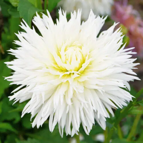 Dahlia Dentelle White Lace