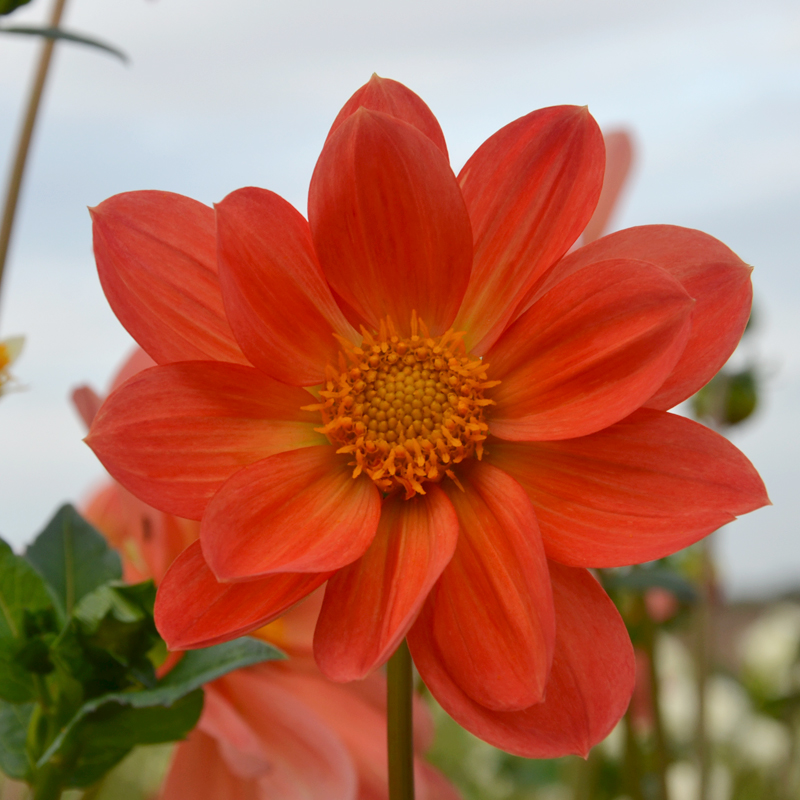 Dahlia Géant Aether