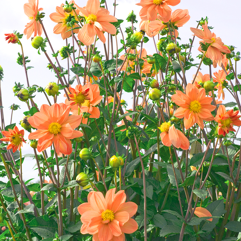 Dahlia Géant Aether