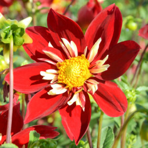 Dahlia Géant Eos