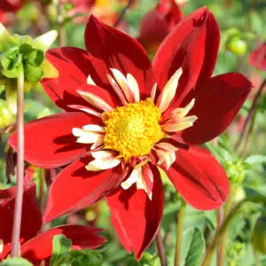 Dahlia Géant Eos
