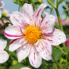 Dahlia Géant Icare