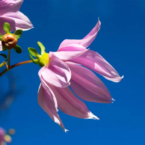 Dahlia géant impérialis