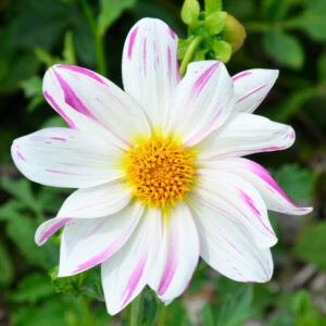 Dahlia Géant Lady Bee