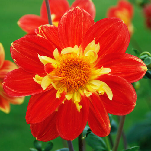 Dahlia Géant Olympe