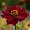 Dahlia Géant Tartarus