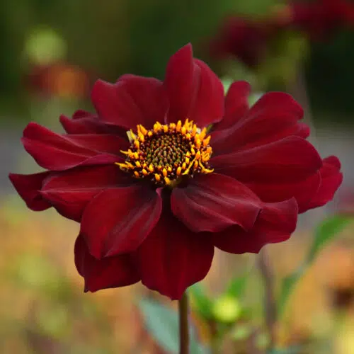 Dahlia Géant Tartarus