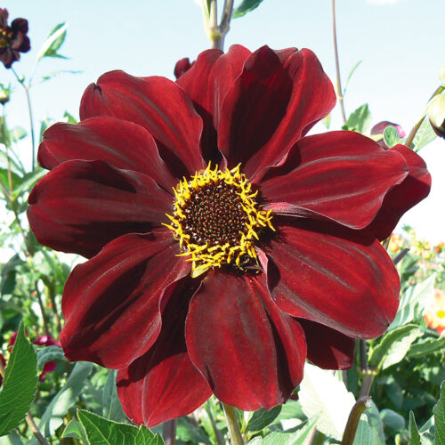 Dahlia Géant Tartarus