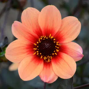 Dahlia Happy Single Date
