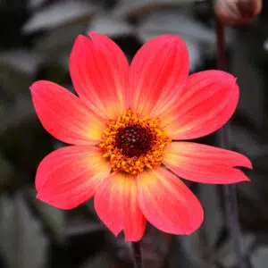 Dahlia Happy Single Flame
