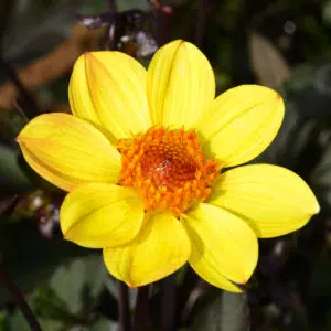 Dahlia Happy Single Party