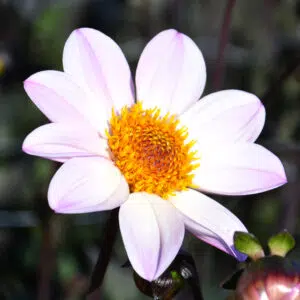 Dahlia Happy Single Princess