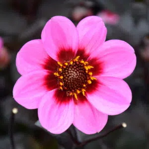 Dahlia Happy Single Wink