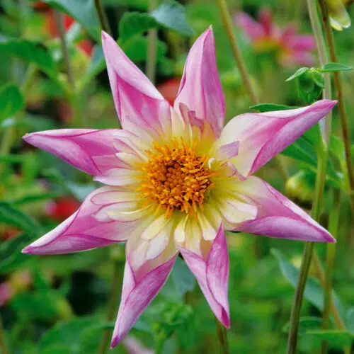 Dahlia Honka Fancy Pants