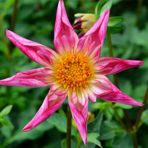 Dahlia Honka Fancy Pants