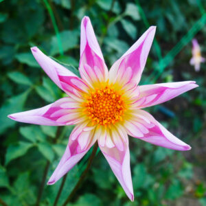 Dahlia Honka Fancy Pants