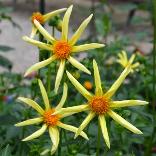 Dahlia Honka Jaune