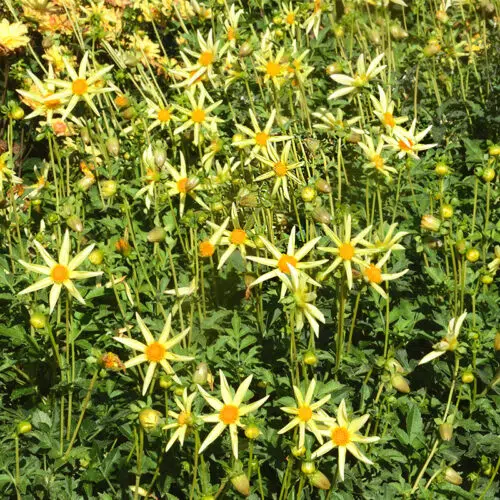 Dahlia Honka Jaune