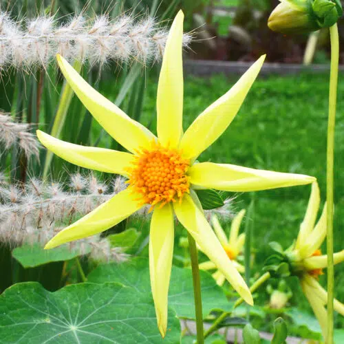 Dahlia Honka Jaune