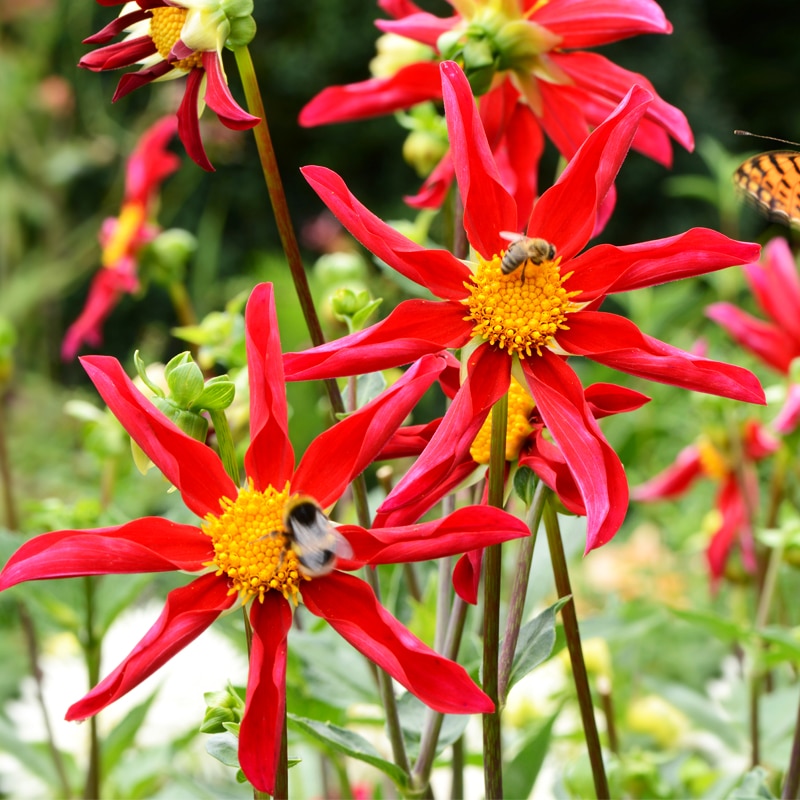 Dahlia Honka Rouge