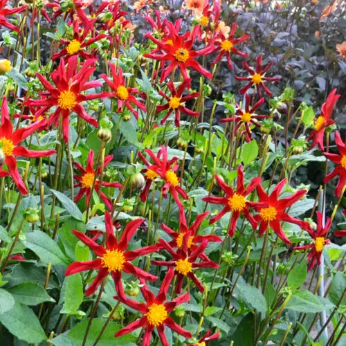 Dahlia Honka Rouge