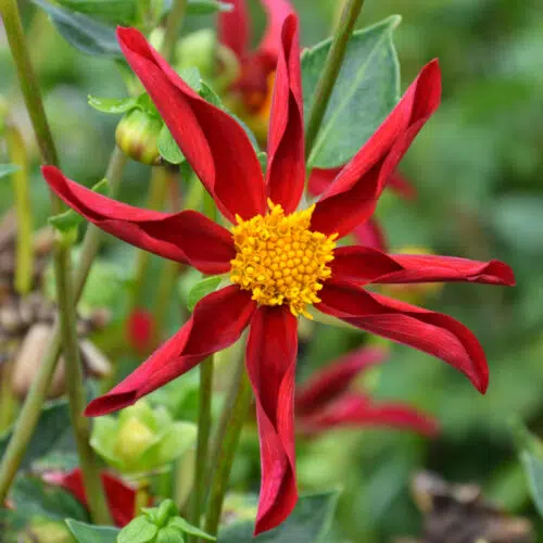 Dahlia Honka Rouge