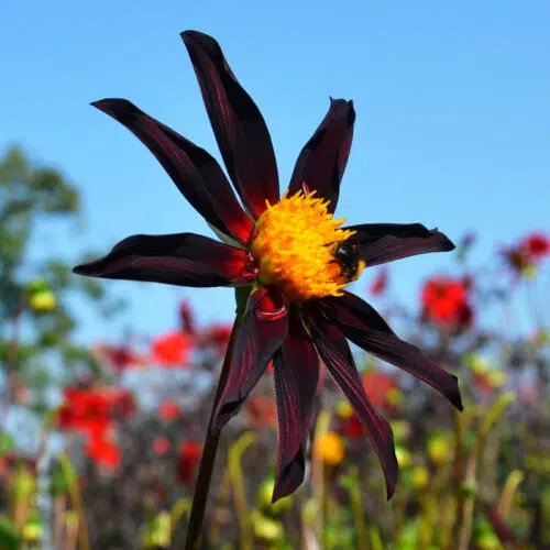 Dahlia Honka Verrone's Obsidian