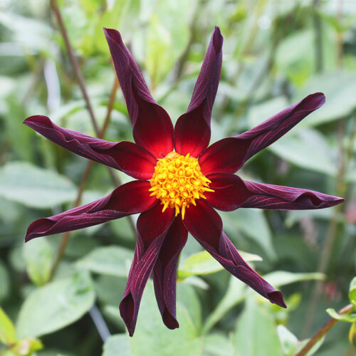 Dahlia Honka Verrone's Obsidian