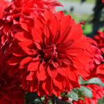 Dahlia Nain Double Alex