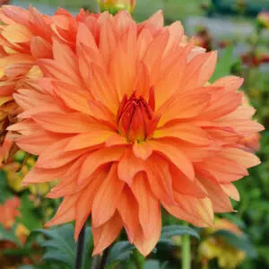 Dahlia nain double Bahia