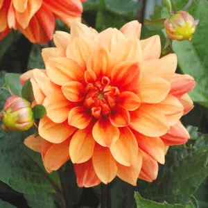 Dahlia nain double Brasero