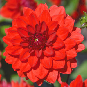 Dahlia nain double Brasilia