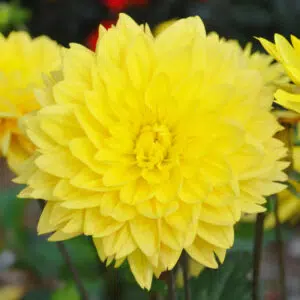 Dahlia nain double Chamade