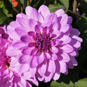 Dahlia nain double Charming Lady